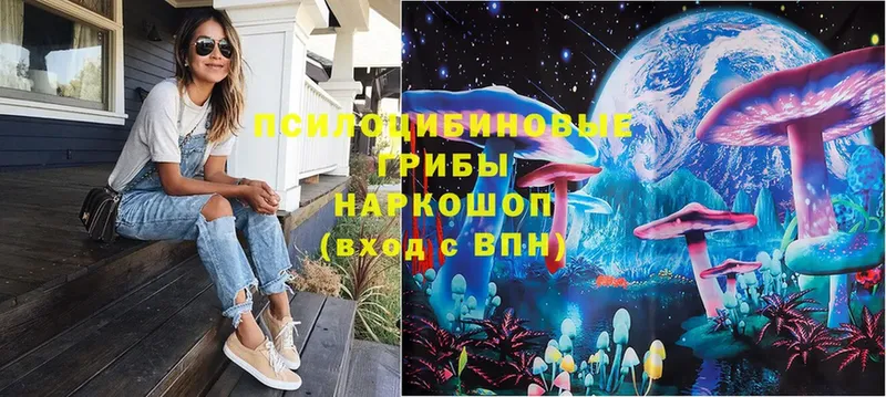 Псилоцибиновые грибы Psilocybe  Электрогорск 