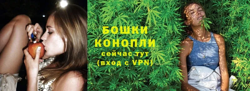 Каннабис OG Kush  Электрогорск 